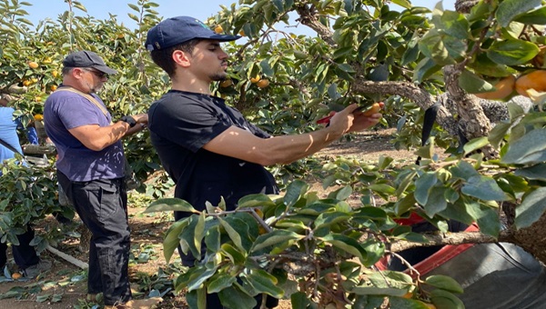 מפלגת העבודה